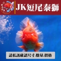jk短尾泰獅1-2網站_34018813