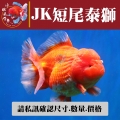 jk短尾泰獅1-1網站_1376622288