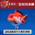 lili三色短尾泰獅1-1網站_1709979231