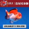 lili三色短尾泰獅1-2網站_1721633058