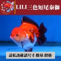 lili三色短尾泰獅2-1網站_356036207