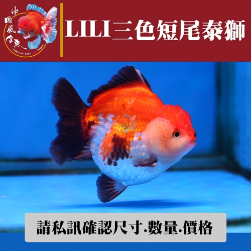 lili三色短尾泰獅2-2網站_1181149538