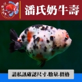 潘氏奶牛壽1-2網站_2023841140