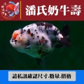 潘氏奶牛壽1-1網站_1751264251