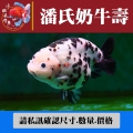 潘氏奶牛壽1-3網站_1262152959