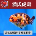 潘氏虎壽1-2網站_863058305