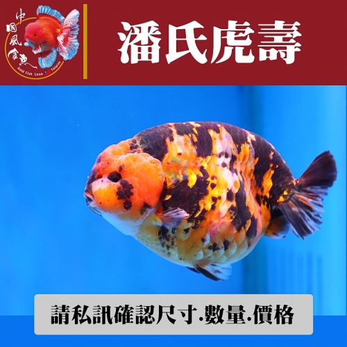 潘氏虎壽1-2網站_863058305