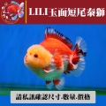 lili玉面短尾泰獅1-1網站_474775360