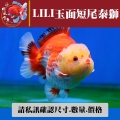 lili玉面短尾泰獅1-2網站_1199441530