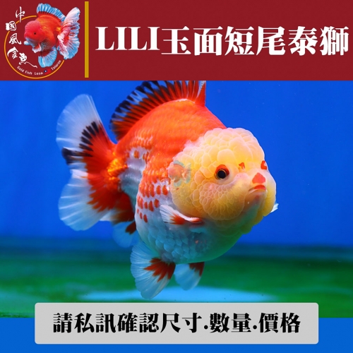 lili玉面短尾泰獅1-2網站_1199441530