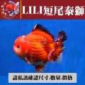 lili短尾泰獅1-2網站