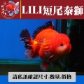 lili短尾泰獅1-1網站