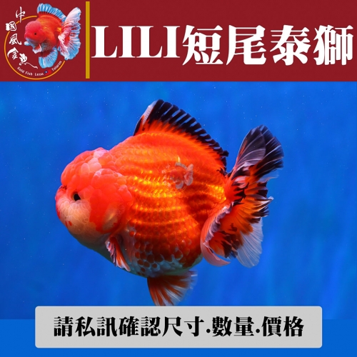 lili短尾泰獅1-2網站