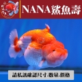 nana鯊魚壽1-2網站