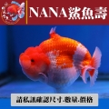 nana鯊魚壽1-1網站