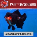 pgf三色寬尾泰獅1-1網站_1065036332