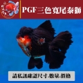pgf三色寬尾泰獅1-2網站_883509002