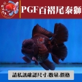 pgf百褶尾泰獅1-1網站