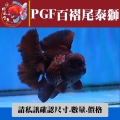 pgf百褶尾泰獅1-2網站
