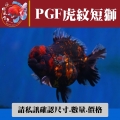 pgf虎紋短獅1-1網站