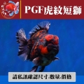 pgf虎紋短獅1-2網站