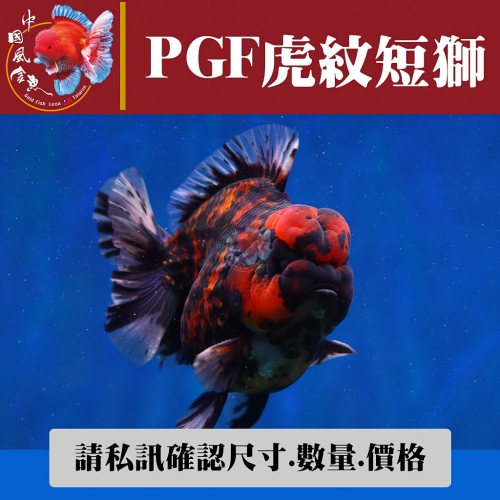 pgf虎紋短獅1-2網站