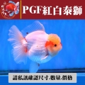 pgf紅白泰獅1-2網站_1496178851