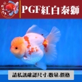 pgf紅白泰獅1-1網站_1563641262