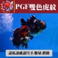 pgf雙色虎紋1-1網站_85297327