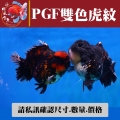 pgf雙色虎紋1-2網站_1782494799