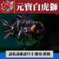 元寶白虎獅1-2網站_1439170657