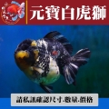元寶白虎獅1-1網站_1560252112
