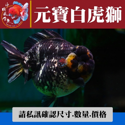 元寶白虎獅1-2網站_1439170657