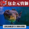 包金元寶獅1-2網站_1459200272