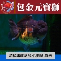 包金元寶獅1-1網站_1780389658
