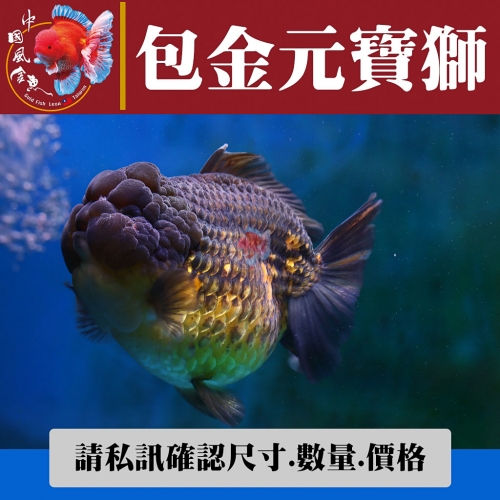 包金元寶獅1-2網站_1459200272