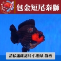 包金短尾泰獅1-2網站_1370788654