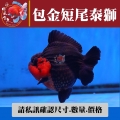 包金短尾泰獅1-1網站_1088345258