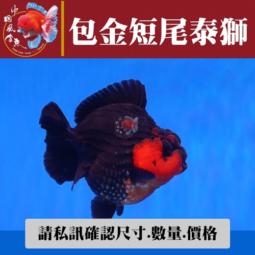 包金短尾泰獅1-2網站_1370788654