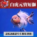 白虎元寶短獅1-2網站_1434708226
