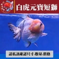 白虎元寶短獅1-1網站_1567176408
