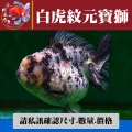 白虎紋元寶獅1-1網站_971813160