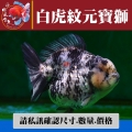 白虎紋元寶獅1-2網站_1371177964