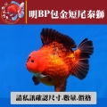 明bp包金短尾泰獅1-1網站_1590546469
