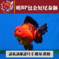 明bp包金短尾泰獅1-2網站_1542643890