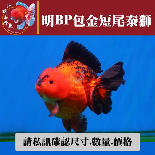明bp包金短尾泰獅1-2網站_1542643890