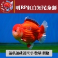 明bp紅白短尾泰獅1-2網站_330373522