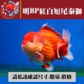 明bp紅白短尾泰獅1-1網站_1472223757