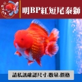明bp紅短尾泰獅1-1網站_35970052