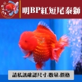 明bp紅短尾泰獅1-2網站_1874102814
